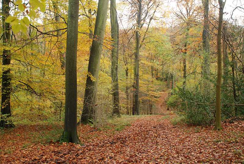 Autumn woods near Great Hampden