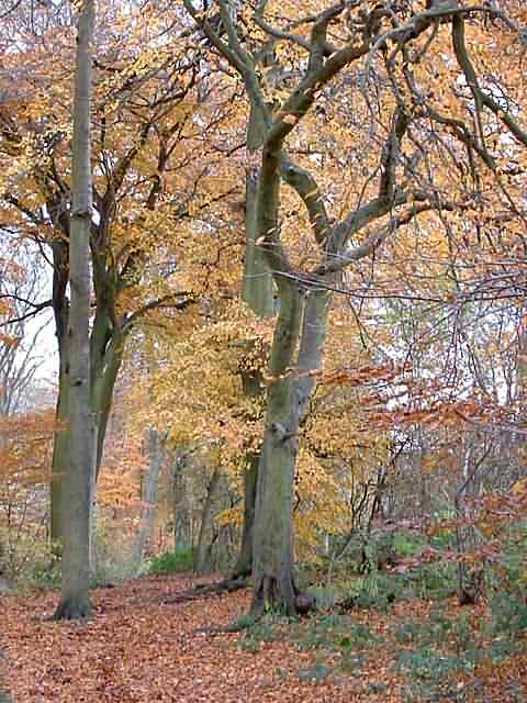 Autumn colour