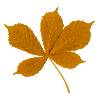 Chestnut leaf
